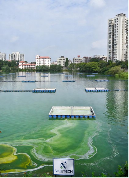 Water Bodies Rejuvenation through Bioremediation
